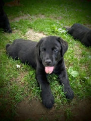 Puppy_2021-06-12_10