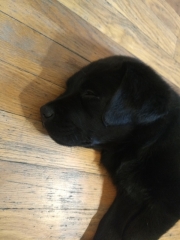 Puppy_2021-06-15_28