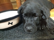 Puppy_2021-06-18_30