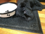 Puppy_2021-06-18_31