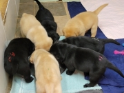 pups-1