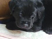 pups-11