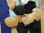 pups-13