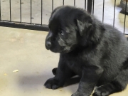 pups-19