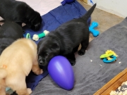pups-2