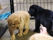 pups-20