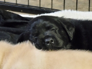 pups-21
