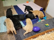 pups-3