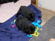 pups-5