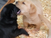 pups-6