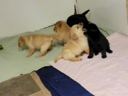 pups-9